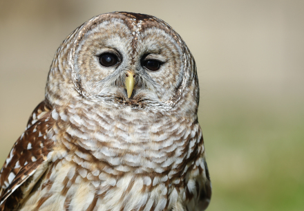 Spencer the owl